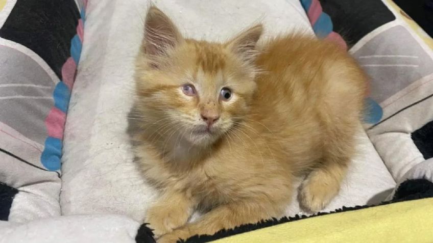 La conmovedora historia del gatito ciego que caminó sin rumbo por días