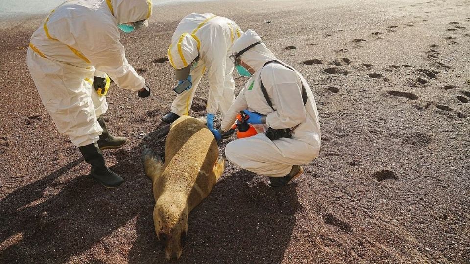 7 mil 654 ejemplares de lobos marinos han muerto