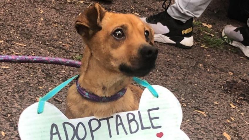 Cachún es un perrito amoroso y líder alfa por naturaleza, así puedes adoptarlo