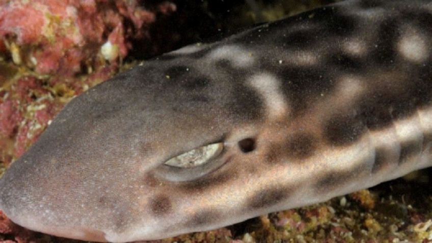 La temible especie de tiburón gato que acaban de descubrir: le llaman “del diablo” por sus deslumbrantes ojos blancos