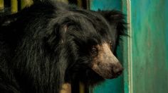 VIDEO | Un oso negro “asalta” una pastelería