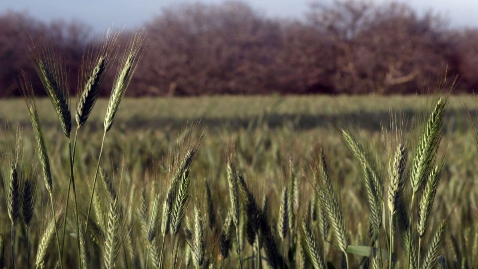 Campesinos descubrieron los restos.