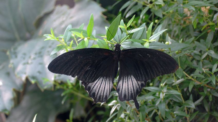 ¿Cuál es el significado espiritual de tener una mariposa negra en casa?