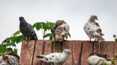 Dile adiós a las palomas: conoce el truco casero ideal para ahuyentarlas de tu casa