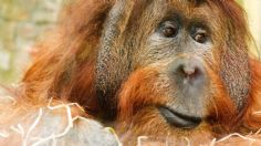 Orangután cura sus heridas con plantas medicinales; es el primer caso en esta especie