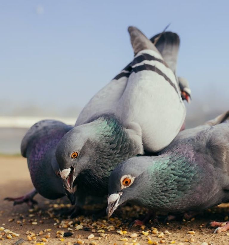 Palomas