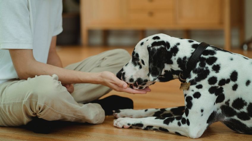 Perros: 5 razones por las que tus mascotas deben comer huevo