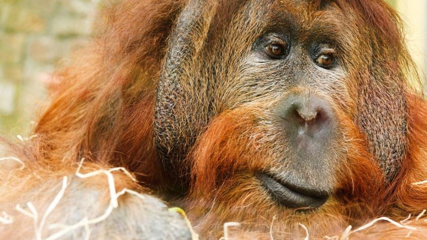 Orangután cura sus heridas con plantas medicinales; es el primer caso en esta especie