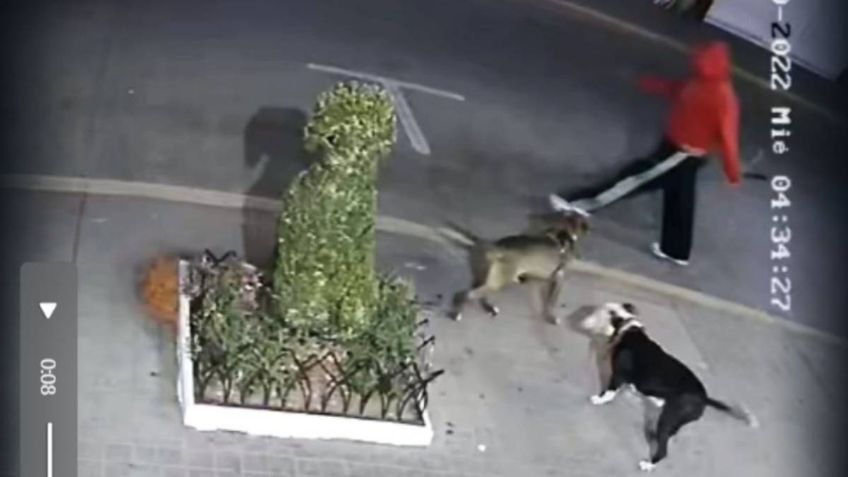 Indignante: un hombre violento usa sus pitbulls para atacar a perros callejeros en Pachuca