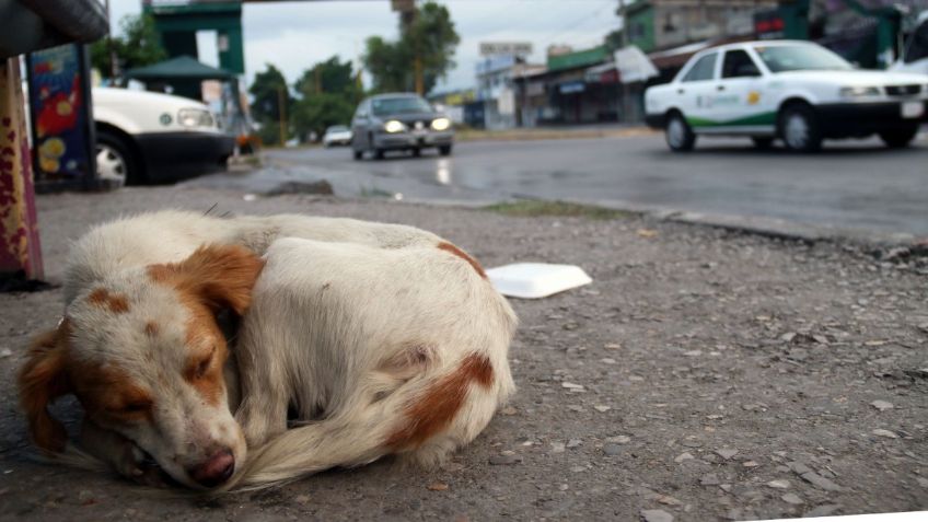 Buscan a maltratador de perros en Los Cabos: denuncian que los mutila con machete y quema vivos