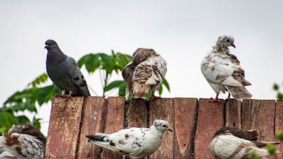 Palomas. Fuente: Pexels.