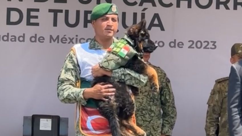 "¡Bienvenido Arkadas!": Sedena revela el nombre del perrito rescatista donado por Turquía