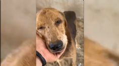 Américo: el perrito que fue abandonado, sobrevivió a un brutal ataque y ahora busca una familia