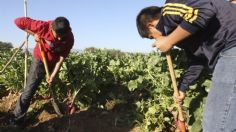 La extinción de Financiera Rural acaba con apoyos históricos al campo, el programa tenía casi 100 años