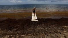 Peligro en la playa: alertan por la llegada de algas marinas repletas de bacterias carnívoras