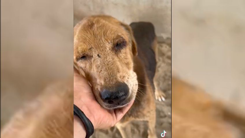 Américo: el perrito que fue abandonado, sobrevivió a un brutal ataque y ahora busca una familia