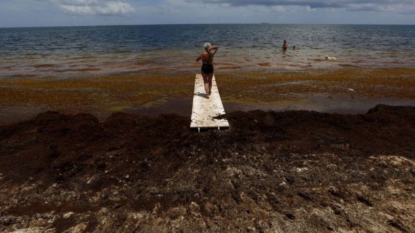 Peligro en la playa: alertan por la llegada de algas marinas repletas de bacterias carnívoras