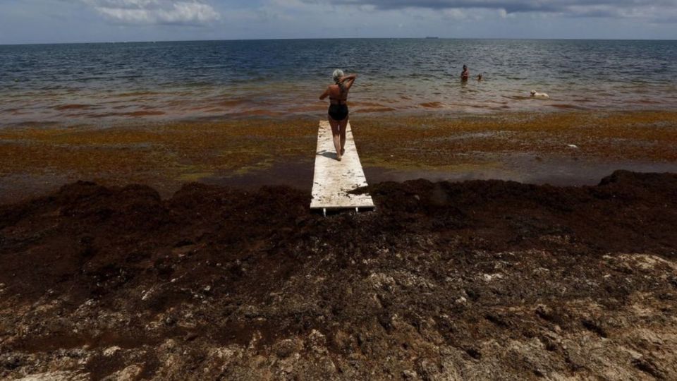 Un estudio realizado por la Florida Atlantic University reveló que el sargazo que llega a las playas suele albergar niveles elevados de bacterias Vibrio.