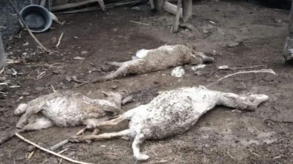 Los animales presentaba heridas en el cuello.