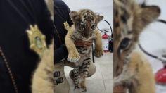 VIDEO | ¡Ahora un tigre! Agentes capitalinos capturan a un hombre que trasladaba a un cachorro