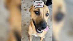 VIDEO | La abandonaron en los huesos, ahora la perrita Carlota busca un hogar donde vivir