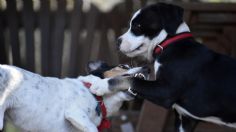 Maltrato animal: CDMX prohíbe promoción de peleas de gallos y perros