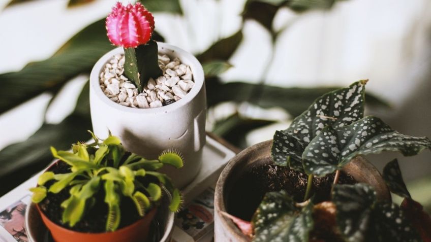 Las 5 mejores plantas que no pueden faltar para embellecer tu casa