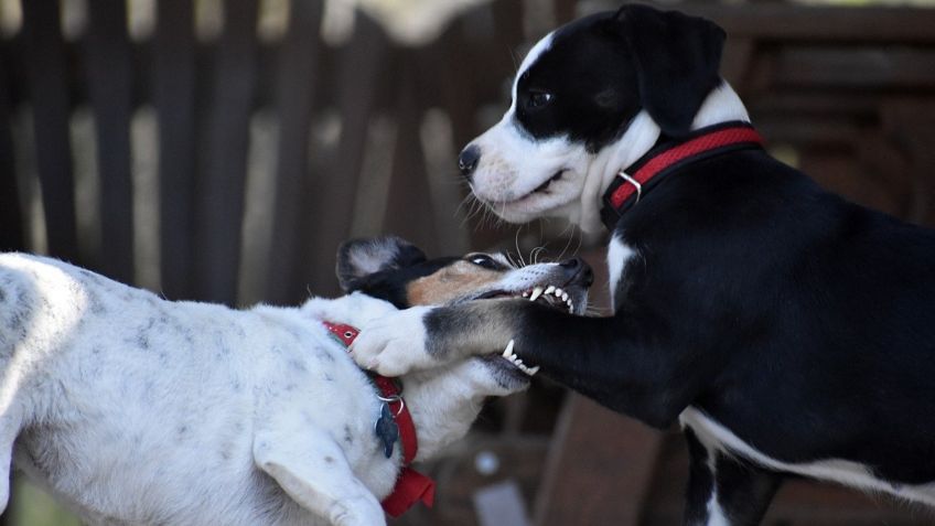 Maltrato animal: CDMX prohíbe promoción de peleas de gallos y perros