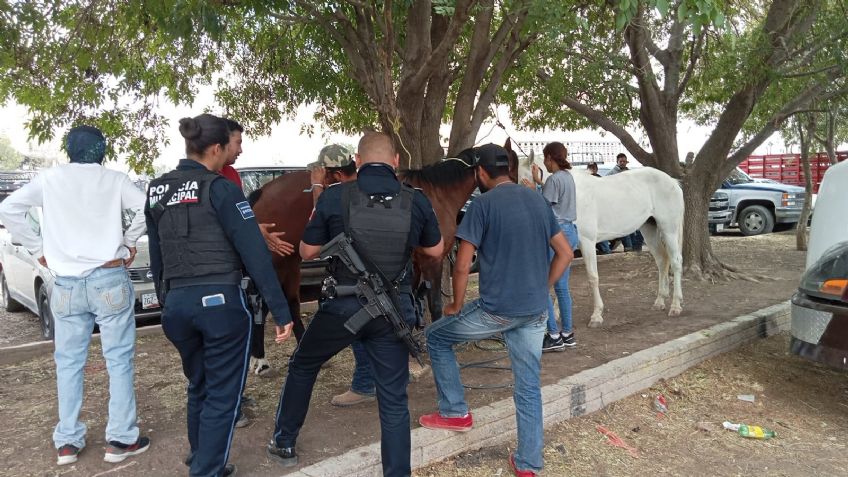 Recuperan policías a dos yeguas robadas en San Pancho