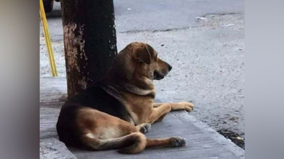 El perrito fue golpeado por entrar a una panadería.