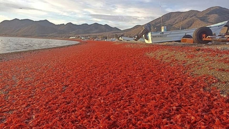 La Bahía Magdalena se llenó de millones de langostillas varadas