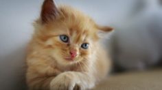 Mascotas: 3 cualidades que enamoran de la gente que ama a los gatos