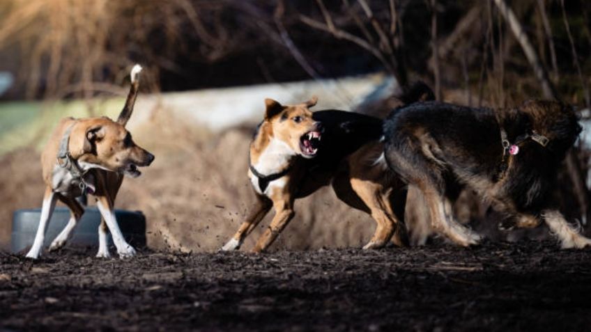 Cumpleaños termina en tragedia: cuatro perros atacaron a una niña y le arrancaron el brazo