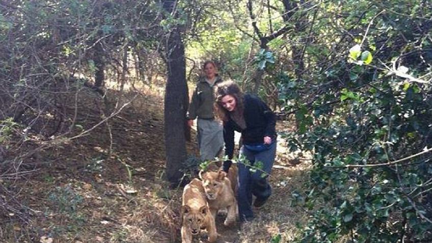 Consiguió el trabajo de sus sueños en un zoológico: el primer día 2 leones casi le arrancan la pierna