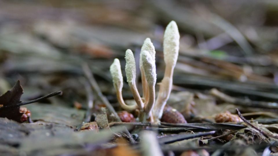 Hongo parásito Cordyceps sinensis en Nepal.