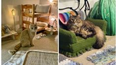 ¿Tienes un mal día? Esta GALERÍA de gatos con muebles miniatura te alegrará