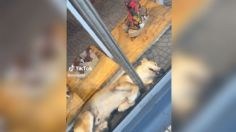 VIDEO | Tierno perrito toma siesta en el aparador de una tienda: "Qué agusticidad"