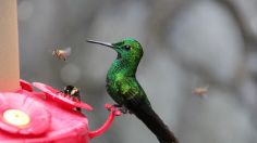 ¿Es malo darles agua con azúcar a los colibríes?