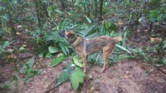 Buscan a Wilson, perrito rescatista que salvó de la muerte a los niños perdidos en la selva colombiana