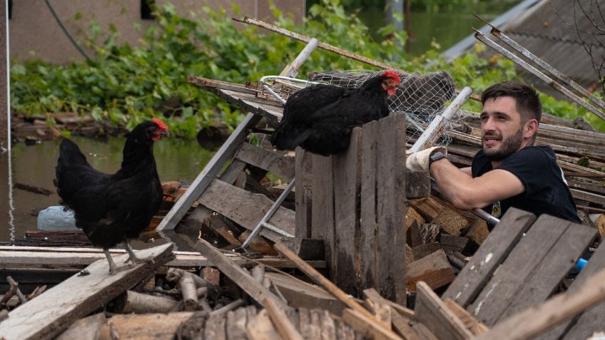 Voluntarios arriesgan sus vidas para salvar a mascotas en pueblos ucranianos