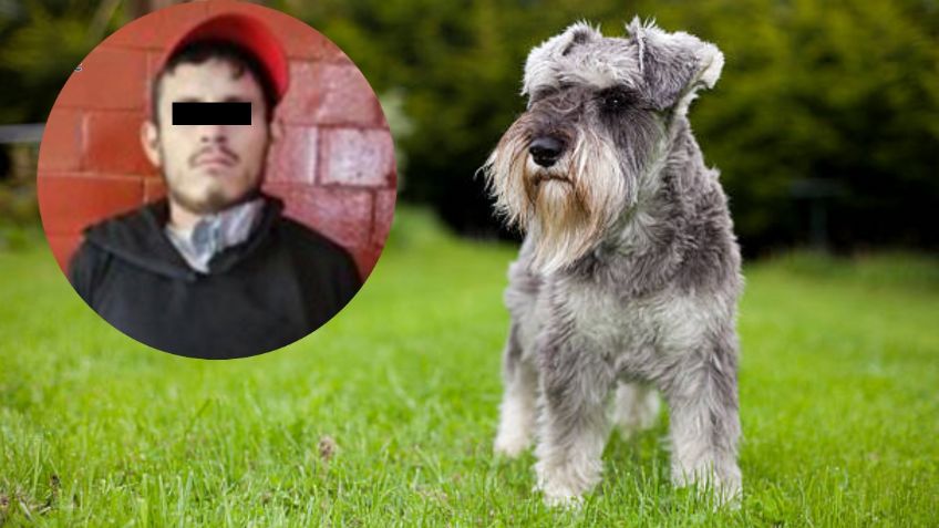 Asesinó a un perrito y a su dueño porque el schnauzer le ladró cuando iba pasando