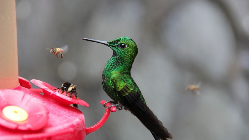 ¿Es malo darles agua con azúcar a los colibríes?