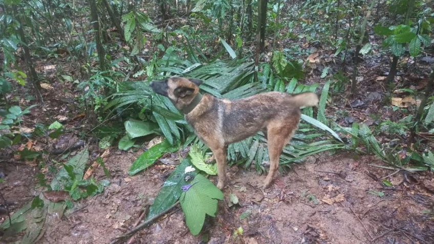 Buscan a Wilson, perrito rescatista que salvó de la muerte a los niños perdidos en la selva colombiana