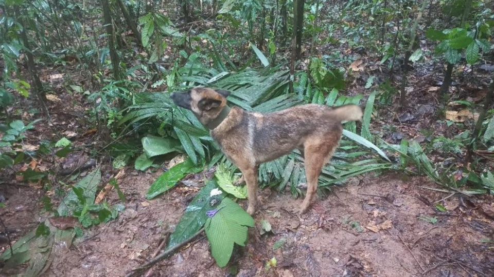 El perrito fue parte crucial en la búsqueda de los niños.