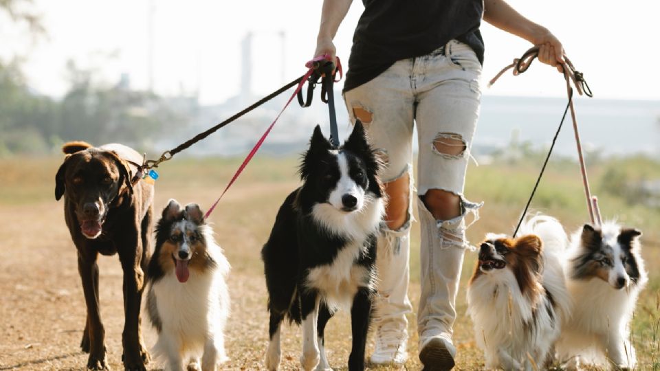 Evita sacarlos a pasear por las tardes, pues el pavimento caliente les puede causar quemaduras en sus patitas.