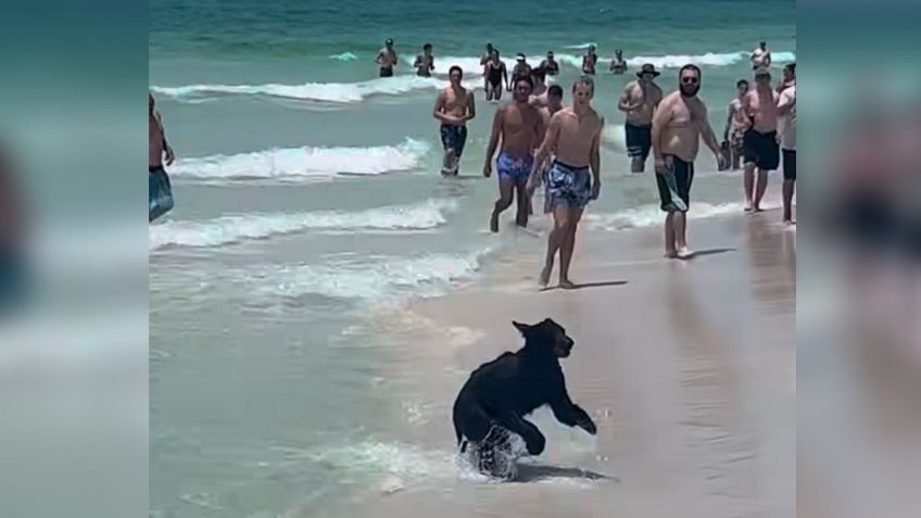 VIDEO | ¡Lo más tierno que verás hoy! Un oso negro se da un chapuzón en el mar