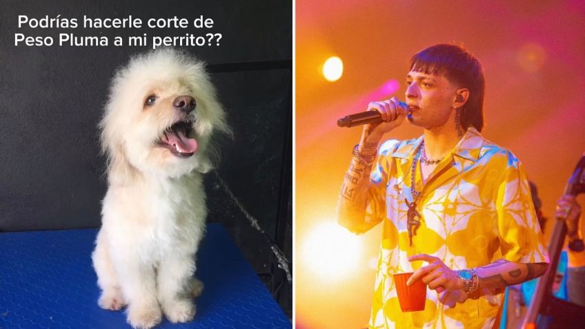 ¡Imperdible! Perrito luce corte de cabello al estilo de Peso Pluma