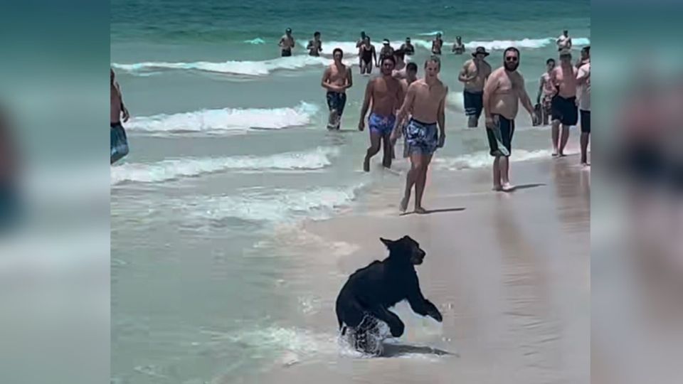 El chapuzon de este tierno y peligroso oso se hizo viral en plataformas digitales.