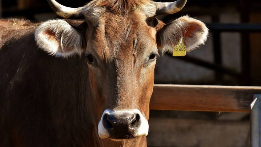 Tuberculosis bovina: la enfermedad contagiosa en humanos que tiene en crisis a España