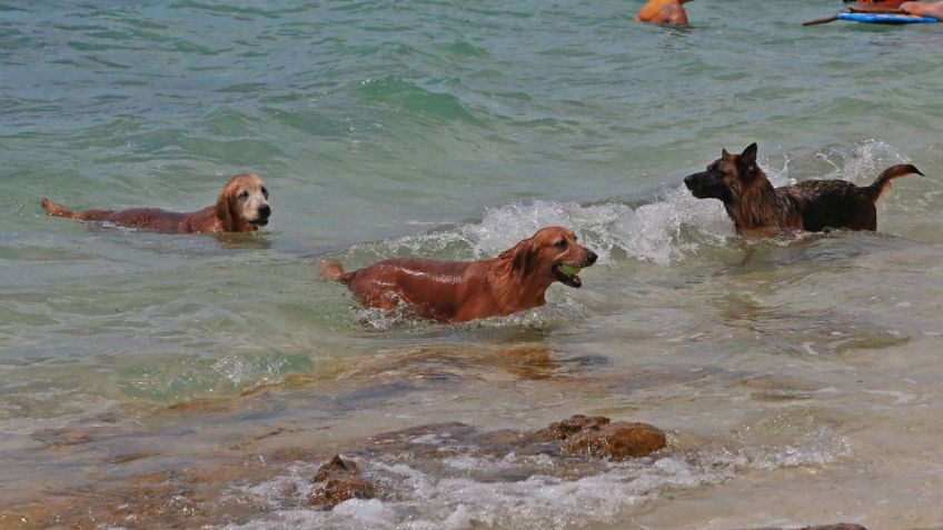 Golpe de calor en perros: síntomas, tratamiento y cómo evitarlo